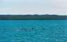 Pod of dolphins, Rangitoto in the background. 