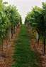 Vines at the vineyard where we had lunch. 