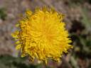 Dandelion; the 14-54 lens isn't a macro lens, but it'll certainly get close enough to be very useful. 