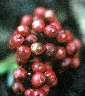 Wild peppercorns. (which actually tasted of pepper when eaten, impressively) 