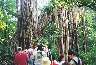 Another tree killed by banyan, forming an arch across the path. 