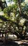 The huge banyan tree in the square at Lahaina. It's impossible to get it all in shot at once without being in a plane or something, but comparing it to me, this gives some idea of scale. 