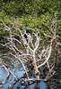 salt marsh trees