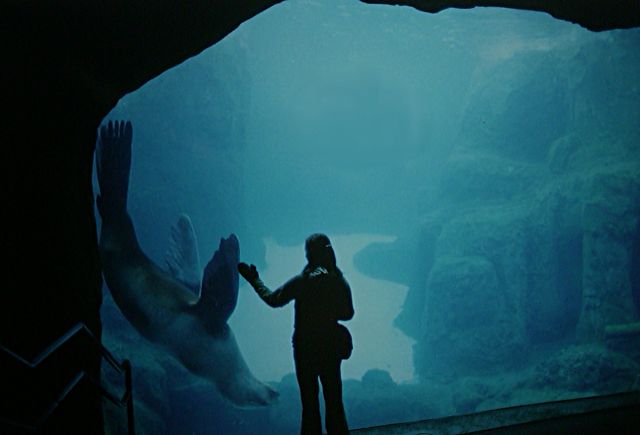 portland julia sealion 1