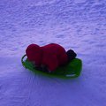 vid_ollie_sledding_1.avi