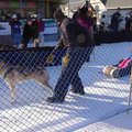 vid_dogsledrace.avi