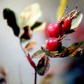 berries3.jpg