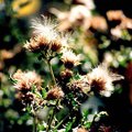 flower3.jpg