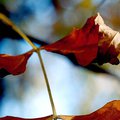leaf2.jpg
