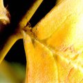 leaf5.jpg