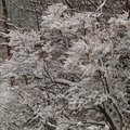 many branches 2.jpg