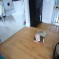 vid_crawl.avi