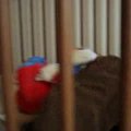 vid_monkey_game.avi