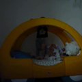 vid_climb.avi