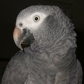 bird_piper.jpg