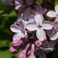 DSCN0520.JPG