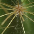 cactus_spike.jpg