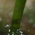 grass_1.jpg