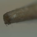 toothpick.jpg
