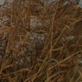 P1028132_corner_crop.jpg