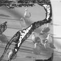 xray1.jpg