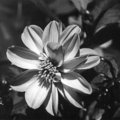 flower.jpg