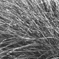 grass.jpg