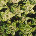 cacti_1.jpg