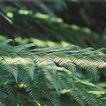 fern_1.jpg