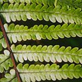 fern_2.jpg