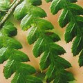 fern_5.jpg