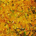 leaves_1.jpg
