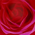 rose_1.jpg