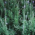 lavender.jpg