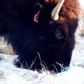 buffalo2.jpg