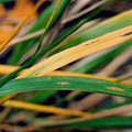 Grass2.jpg