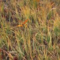 Grass3.jpg