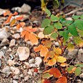 Leaf1.jpg