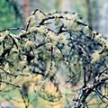 Moss1.jpg