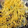 Moss2.jpg