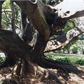 banyan.jpg