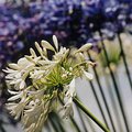 flower_1.jpg