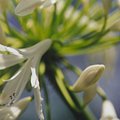 flower_2.jpg