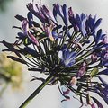 flower_3.jpg
