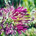 flower_4.jpg