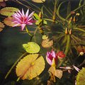 waterlily.jpg