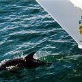 withboat_1.jpg
