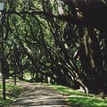 centennial_pathway.jpg