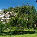 julias_tree.jpg