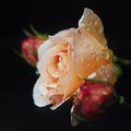 english_country_rose.jpg